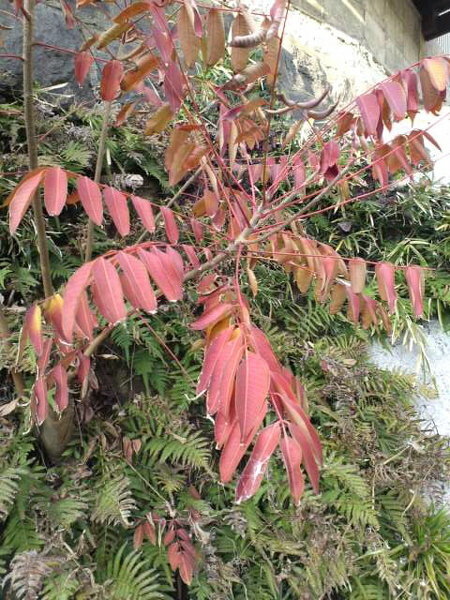 この赤い葉の木の名前を教えて下さい 夏は緑の葉でしたが 12月 Yahoo 知恵袋