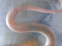 この蛇の雌雄を教えて下さい カリフォルニアキングスネークです初 Yahoo 知恵袋