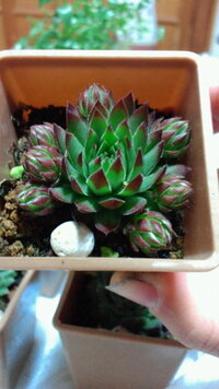 このセンペルビブムの種類はなんでしょうか 大体でもいいので似ている品種を Yahoo 知恵袋