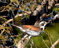 つぐみ鳥食用 岐阜県に住んでいるものです 今日 山のほうのちょっと Yahoo 知恵袋