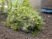 水草に糸のような苔 が大量に発生してしまいました ガラス面には Yahoo 知恵袋