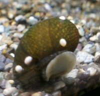 石巻貝の殻に付いている 白いつぶつぶは何でしょう この写真のもので Yahoo 知恵袋