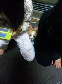 子供がいて犬を飼ってる方 良かったな って思う事 度々ありま Yahoo 知恵袋