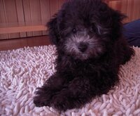 愛犬についてです うちの子は トイプードルの です 今７ヶ月く Yahoo 知恵袋