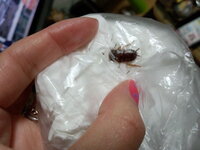 家の中にゴキブリ みたいな虫がでました しかし よく見ると 羽無し しっぽ 教えて 住まいの先生 Yahoo 不動産