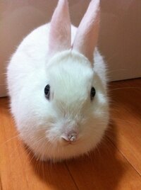 飼っているうさぎの鼻にできものができてしまいました前から少しぷっくりして Yahoo 知恵袋