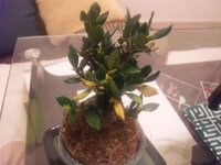 くちなしの植木が元気ありません 葉の色も 薄くなった気がしま Yahoo 知恵袋