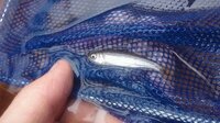 小魚の種類について 本日 自宅周辺の小川でガサガサをして 小魚 Yahoo 知恵袋