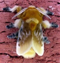 蛾注意 もふもふした蛾を見かけました 可愛いらしいこの蛾はなんという蛾なので Yahoo 知恵袋