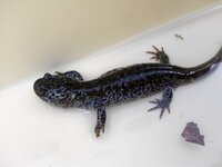 初めて質問します サンショウウオを飼育されている方に質問です ク Yahoo 知恵袋