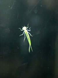 水槽に発生した虫について水槽に緑色の長細い生物 ３m程度 が発生し それ Yahoo 知恵袋