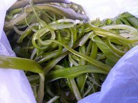 この茎わかめは茹でてあるのでしょうか？ 初歩的な質問ですみません。

茎わかめの酢の物などを作りたいのですが、、、、

この写真の茎わかめは茹でてあるのでしょうか？（茹でると色が変わるとネットで見たので、色でわかるかと思いまして…）

また茎わかめはどのくらいもちますか？

どなたか教えてください。＞＜