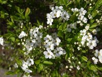この木は何ですか 今 公園で白い花が咲いています 低木で 花び Yahoo 知恵袋