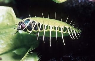 食虫植物 ハエトリソウにあげない方がいい虫を教えてください Yahoo 知恵袋