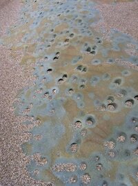 砂浜にあいている穴について質問です ３月の末に海に行き 砂浜を歩いている Yahoo 知恵袋
