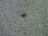 最近緑色の小さい虫が家のまわりにでるようになりました これはなんという虫 Yahoo 知恵袋