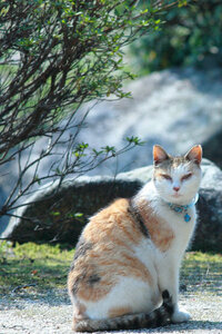 近くの観光地で撮影した猫の顔が ビックリするほどツリ目なんです Yahoo 知恵袋