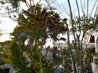 ミモザの切花をいただきました ミモザを我が家にも植えたいのですが挿し木って可能 Yahoo 知恵袋