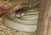 毒蛇天下１武道会どの毒蛇が強いですか キングコブラ ブラック Yahoo 知恵袋