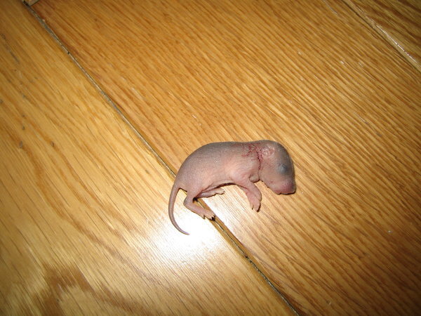 至急 これはハツカネズミの赤ちゃんでしょうか うち Yahoo 知恵袋