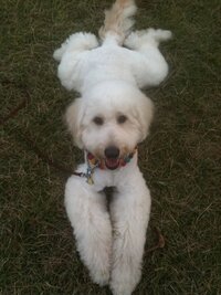 大型犬の多頭飼いについて 今ゴールデンドゥードルの ２歳去勢済 Yahoo 知恵袋