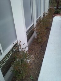 この写真のカーポート下に日陰でも育つ花を植えたいんです 今 写 Yahoo 知恵袋