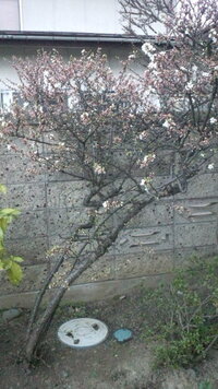 金のなる木の花の手入れ 金のなる木の花が終わりに近いようなのですがお手 Yahoo 知恵袋