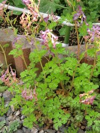 この花の名前が分かる方お願いします 花壇の外側の砂利部分から生 Yahoo 知恵袋