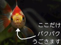 金魚 小赤 の口が開かなくなりました 去年の秋ごろから 小赤を Yahoo 知恵袋