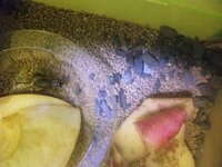 コオロギ 鈴虫等は 寿命1年っていうけど 加温飼育でも一年なのでしょうか Yahoo 知恵袋