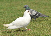 白い方の鳥の名前を教えてください ５月７日荒川河川敷にて レース鳩 Yahoo 知恵袋