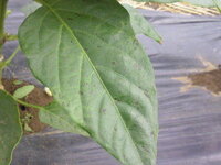 家庭菜園でピーマンを栽培していますが 成長が遅いようです 葉っ Yahoo 知恵袋