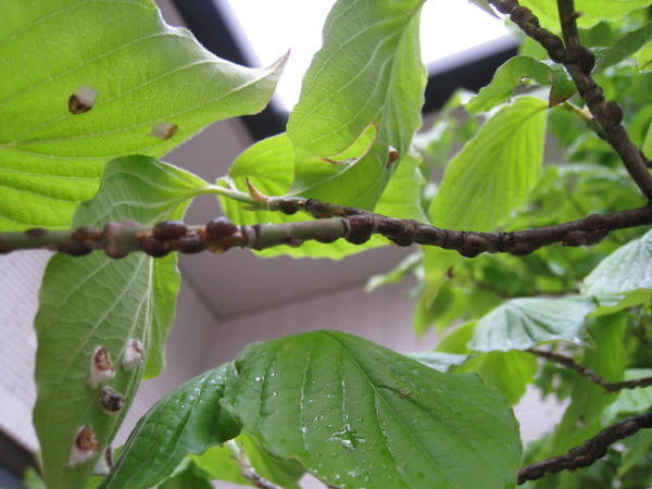 ハナミズキに沢山虫がついてしまいました この虫は何でしょうか Yahoo 知恵袋