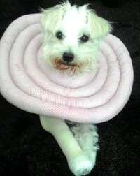 犬の骨折治療後のプレート除去手術の費用について 彼の飼い犬が骨折治 Yahoo 知恵袋