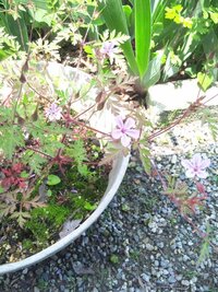 なでしこの蕾は沢山ついてるのに 中がスカスカです 当然花は咲 Yahoo 知恵袋