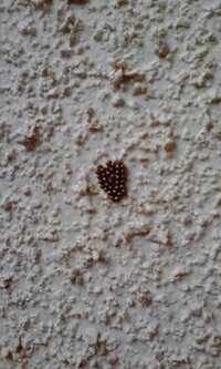 コレは何の虫の卵でしょうか 家の外壁に付いていました 発見したのは Yahoo 知恵袋