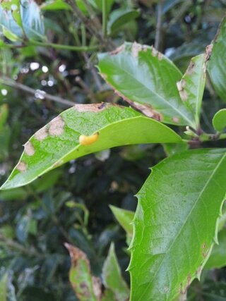 キンモクセイですが葉を食い荒らす黄色い虫でこまっているのですが Yahoo 知恵袋