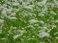 この猫じゃらしみたいな草の正式な名前ご存知の方 教えて頂けます Yahoo 知恵袋