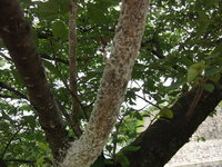桜についた白い粉について先日 桜の木を見てみると 根本から枝に Yahoo 知恵袋