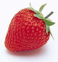 イチゴの種ってどこにあるんですか イチゴ そのまま 植えたら Yahoo 知恵袋