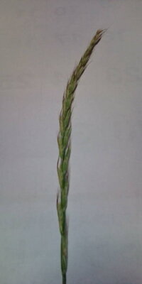 続 道路わきに生えていた稲 麦 みたいな草の名前は何でしょうか こちらが Yahoo 知恵袋