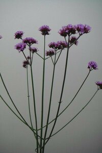 この紫の花の名前を教えて下さい 多分雑草だと思います ヤナギハナガサ 三 Yahoo 知恵袋