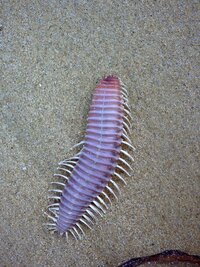 海にいた虫の名前 今日海にいったらそうとう気持ち悪いのが Yahoo 知恵袋