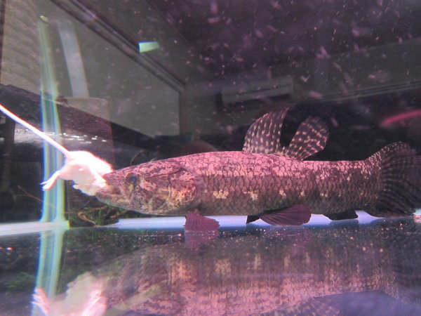 ブラックタライロン30cmを900で飼育しています。水変え頻度はどれくら 