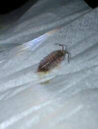 家のなかで見かける虫が ゴキブリの幼虫かどうか判断に困っています どなたかお詳し 教えて 住まいの先生 Yahoo 不動産