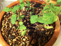 スペアミントがうまく育ちません 原因は何でしょうか 園芸は初心者で Yahoo 知恵袋