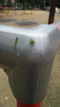 背中が緑の蜘蛛が家の中にいました 危険な蜘蛛でしょうか サツマノミ Yahoo 知恵袋