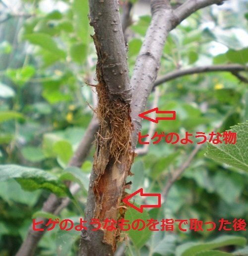リンゴの木の幹や枝に写真のようにヒゲの固まりが出来ます、指でこ