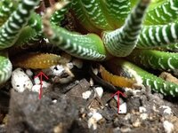 弱っている十二の巻の対処法について 教えてください 多肉植 Yahoo 知恵袋