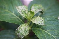 紫陽花の葉っぱです 葉っぱに茶色い斑点がありますが これは何が原因ですかね 肥 Yahoo 知恵袋